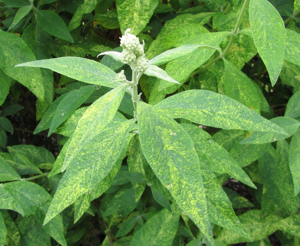 Mottled green leaves of 'Flight's Fancy'