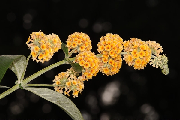 Buddleja x weyeriana