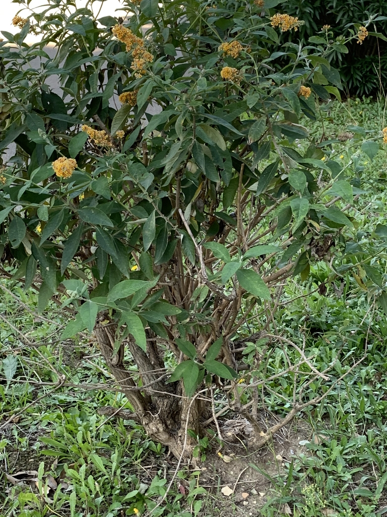 Form of shrub 'Golden Glow'