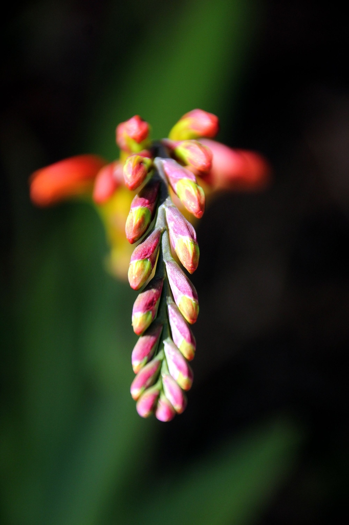 Bugle Lily (Watsonia pyramidata 'Ablaze') buds