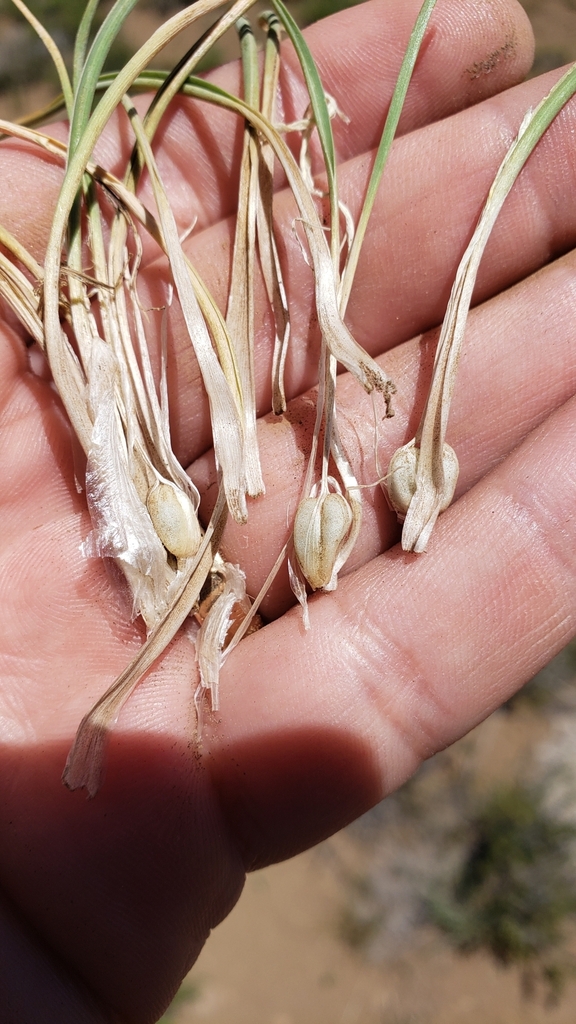 Bulbs and sprout in June in Lassen County, California
