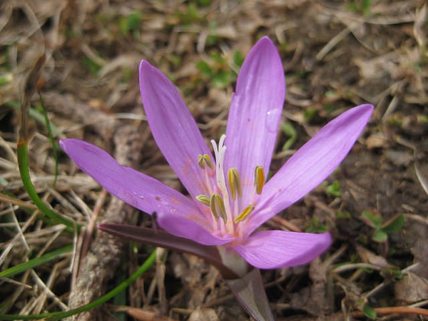 Bulbocodium vernum