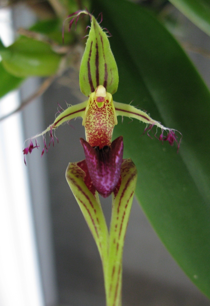 Purple Orchid flower detail