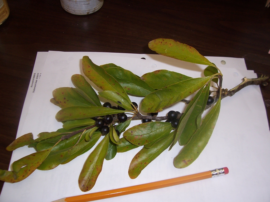 Leaves