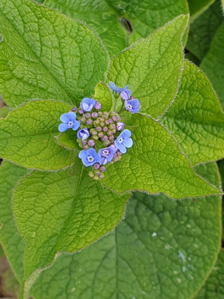 Flower buds