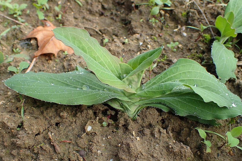 Leaves