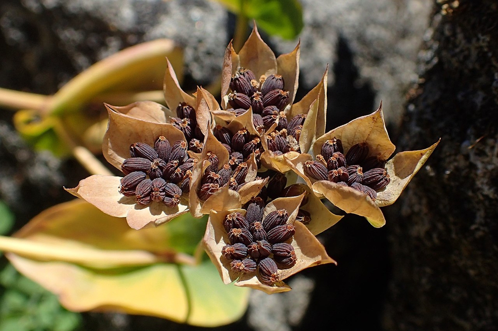 Fruit