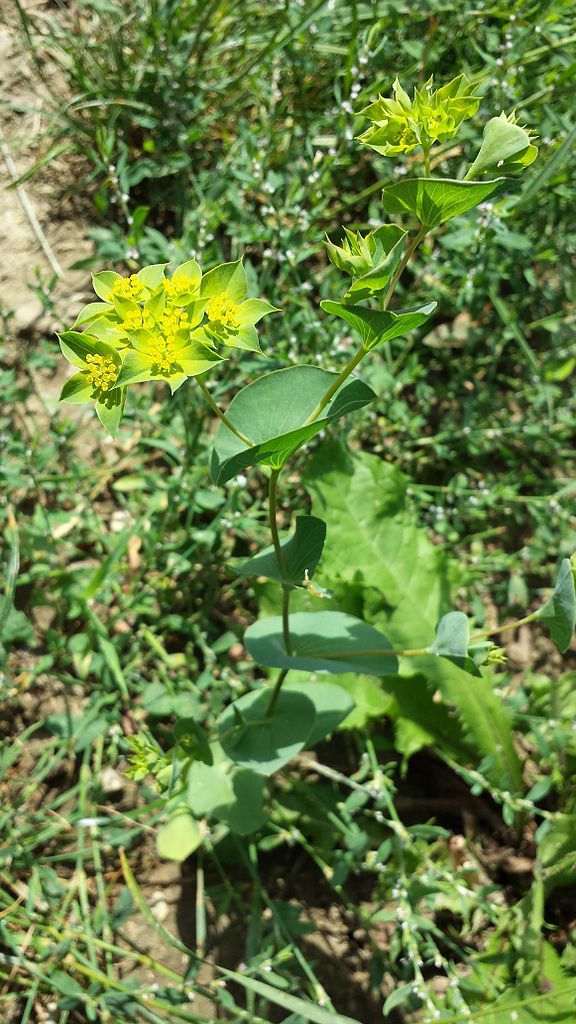 Form