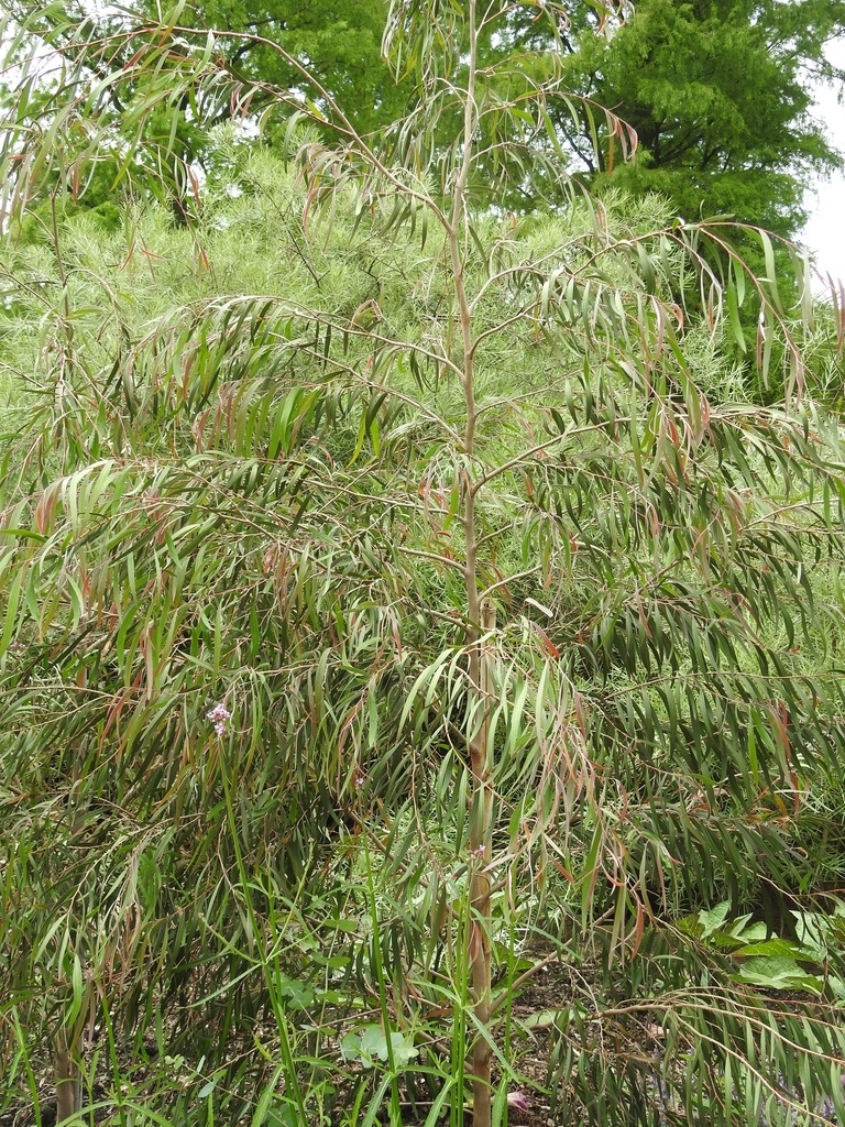 'Burgundy' Form