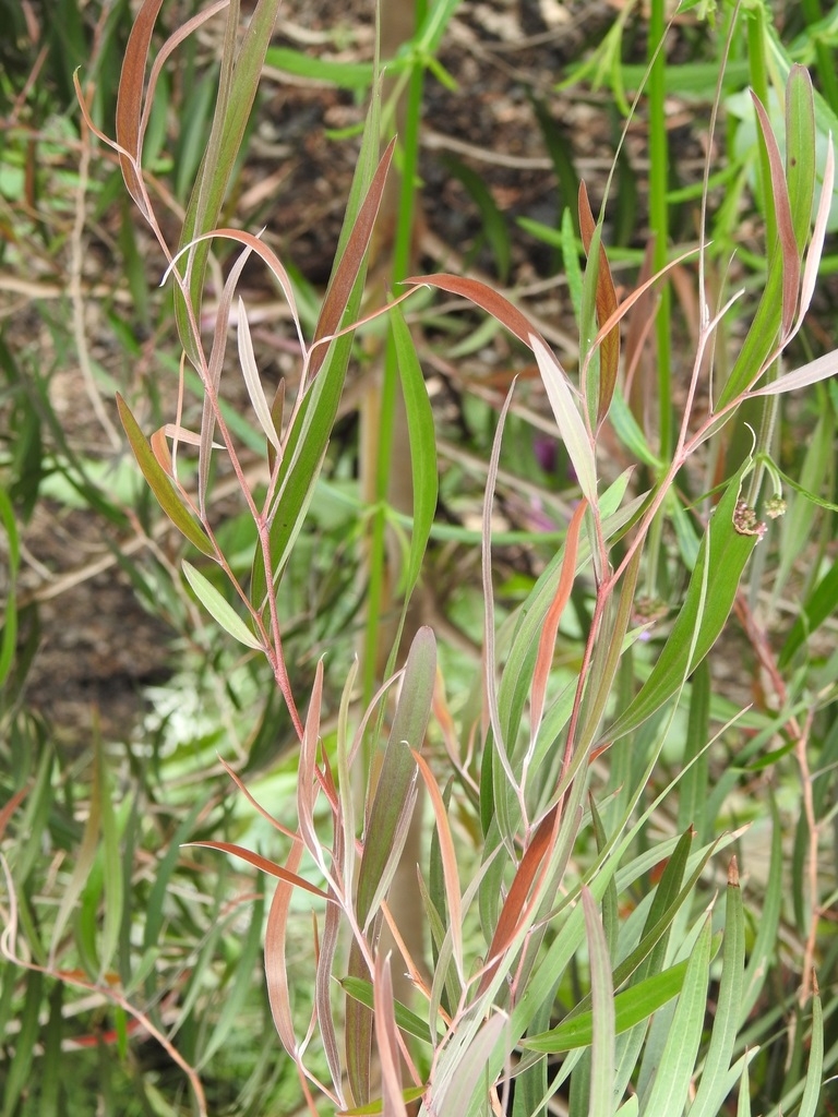 'Burgundy' Leaves