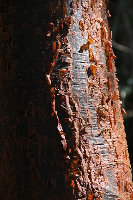 Papery, peeling red bark.