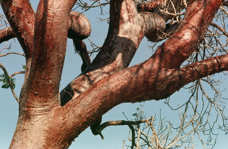 Tree branches with red, papery, peeling bark.