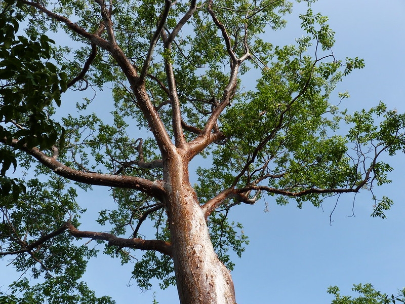 Tree with reddish bark against the sky.