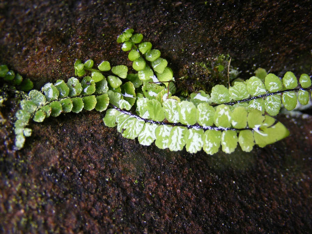 Butter Fern