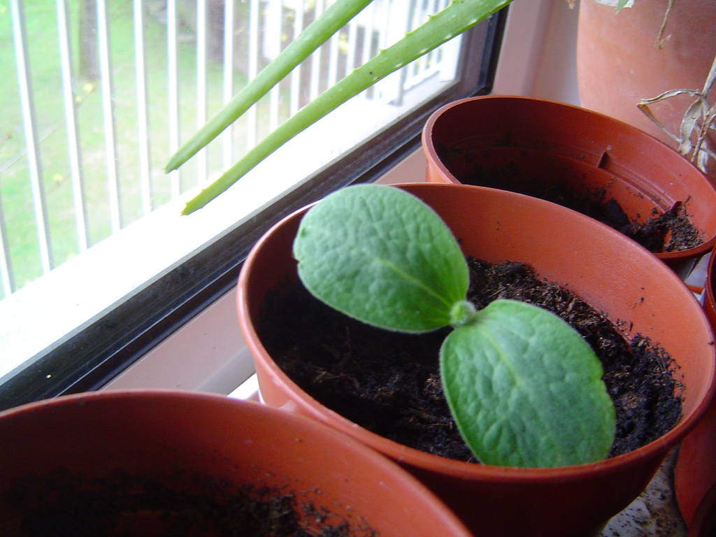 Butternut Squash Seedling