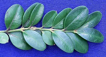 Buxus microphylla var. japonica