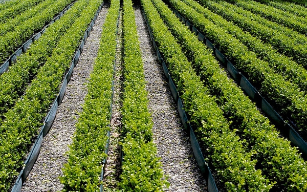 Buxus 'Green Gem'