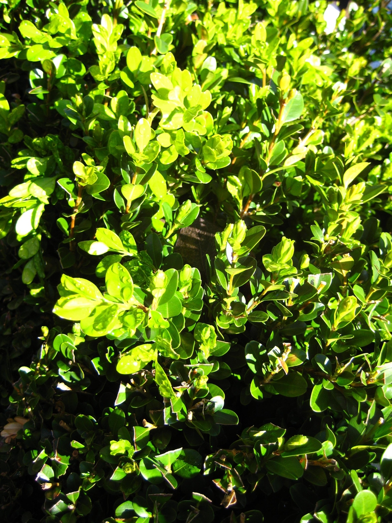 Buxus Microphylla 'Japonica'