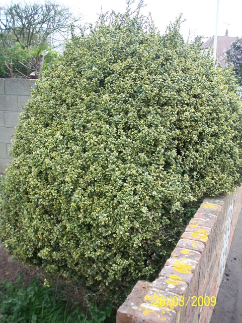 Buxus Sempervirens