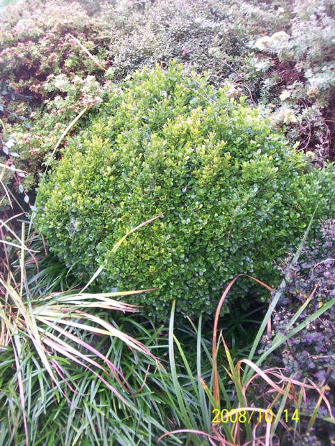 Buxus Sempervirens 'Suffruticosa'