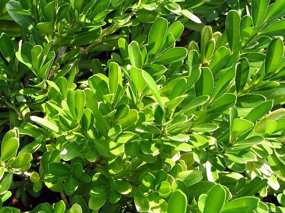 Buxus harlandii