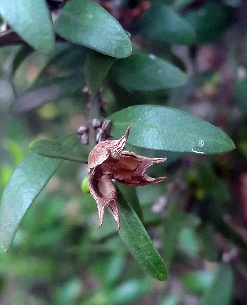 Leafy shoot ending in a dry open capsule.