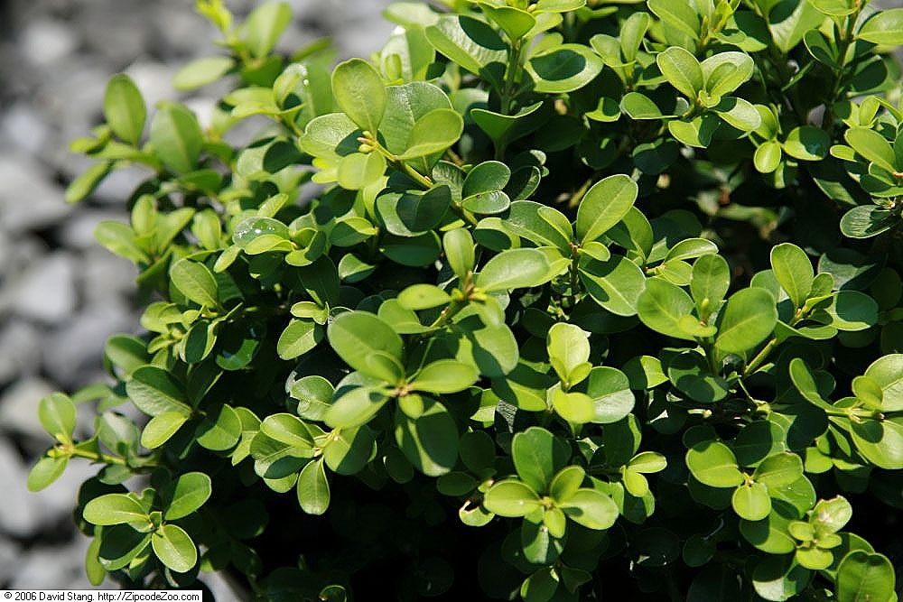 Buxus microphylla