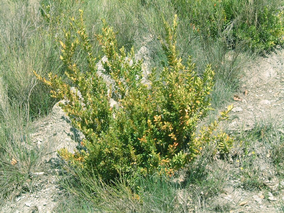 Form