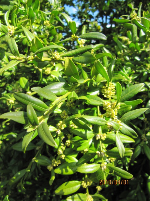 Leaves