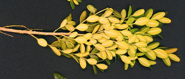 Buxus sempervirens 'Suffruticosa'