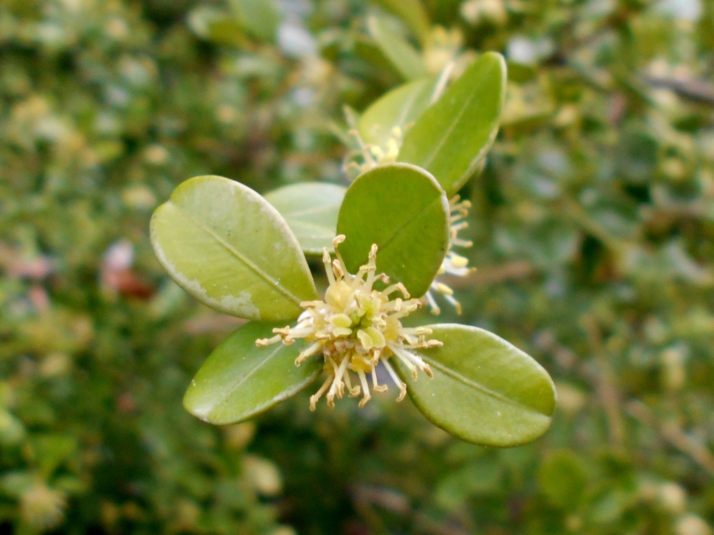 Flower