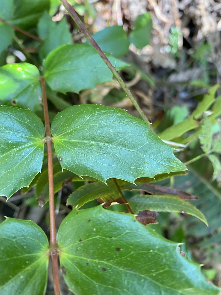 Leaf margin
