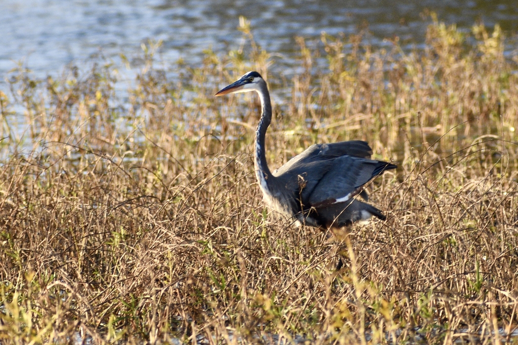 dried up foliage in November with Great Blue Heron in grass