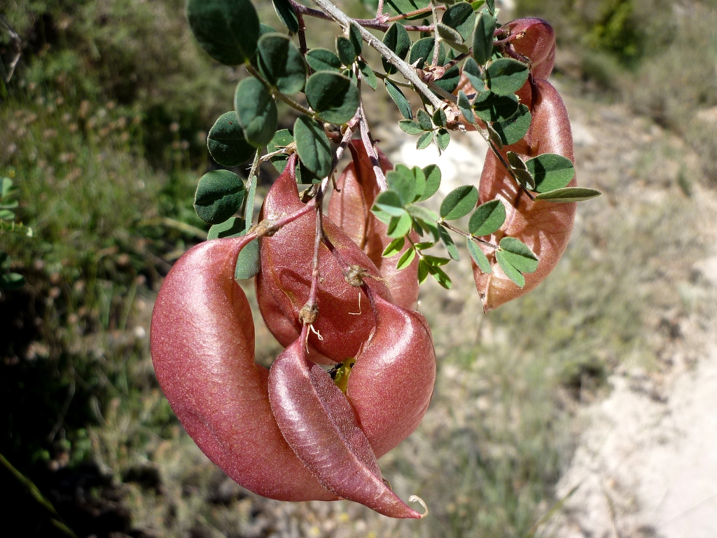 leaves and seed pods