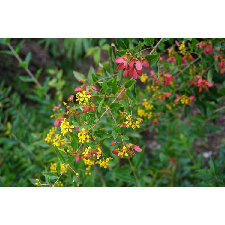 Flower, Fruit and Leaves