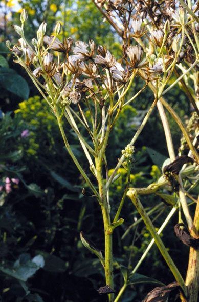 Cacalia atriplicifolia