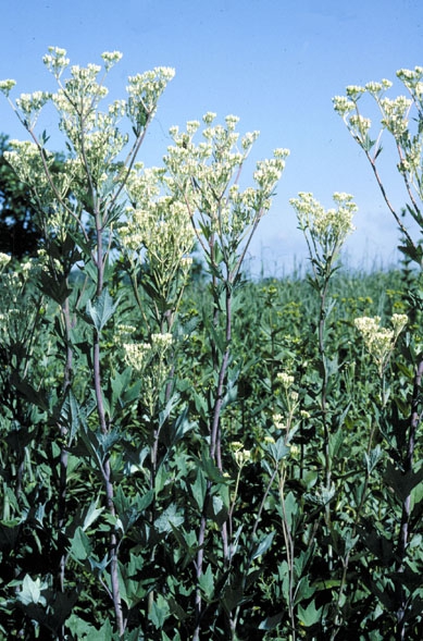 Cacalia atriplicifolia