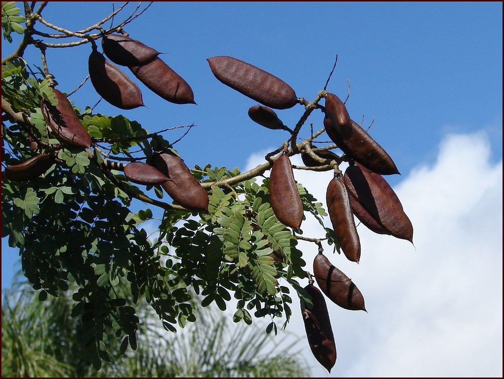 Fruit of C. ferrea