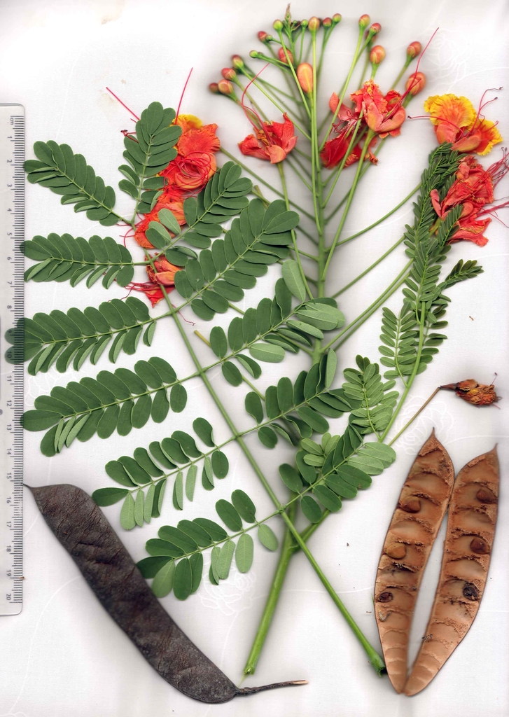 Mature brown bean pods, seeds, flowers, and leaves.