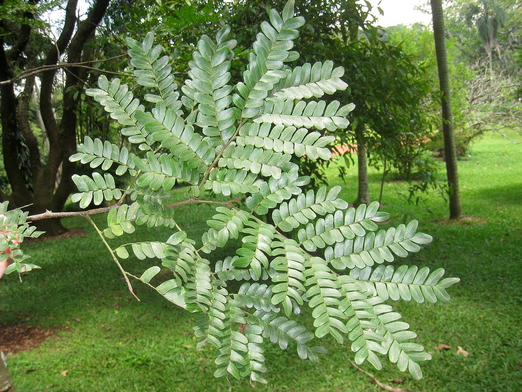 Leaves of C. echinata