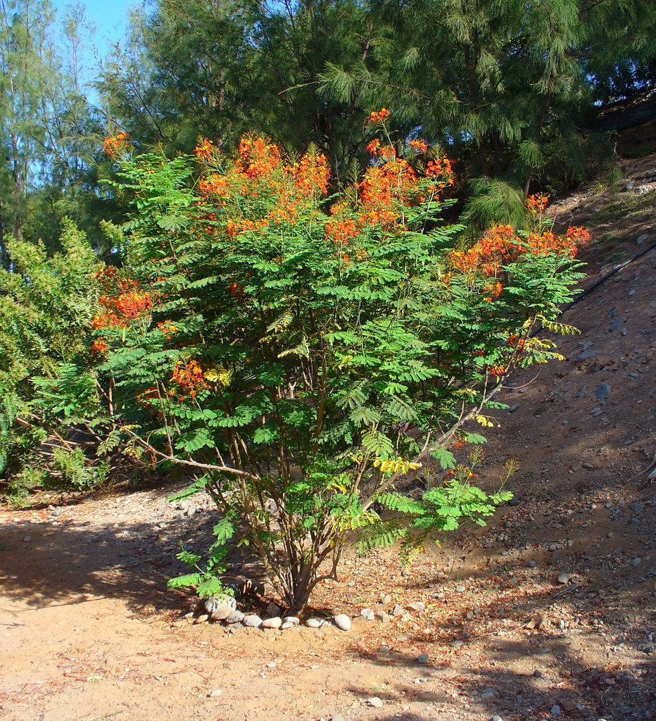 Caesalpinia pulcherrima
