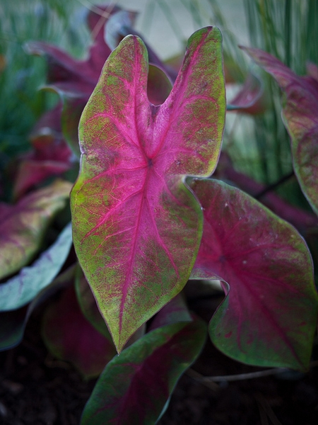 Caladium bicolor