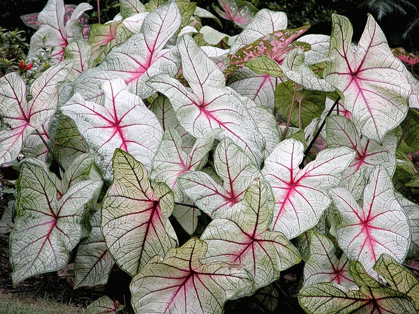 Caladium bicolor