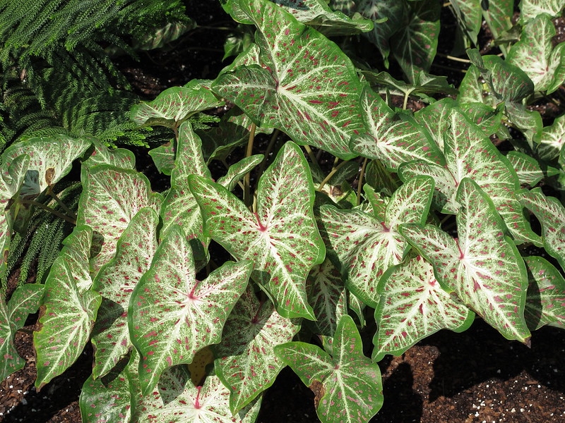Caladium 'Gingerland'