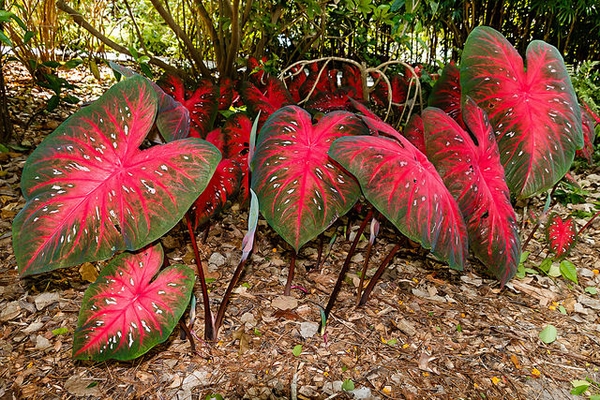 Caladium bicolor