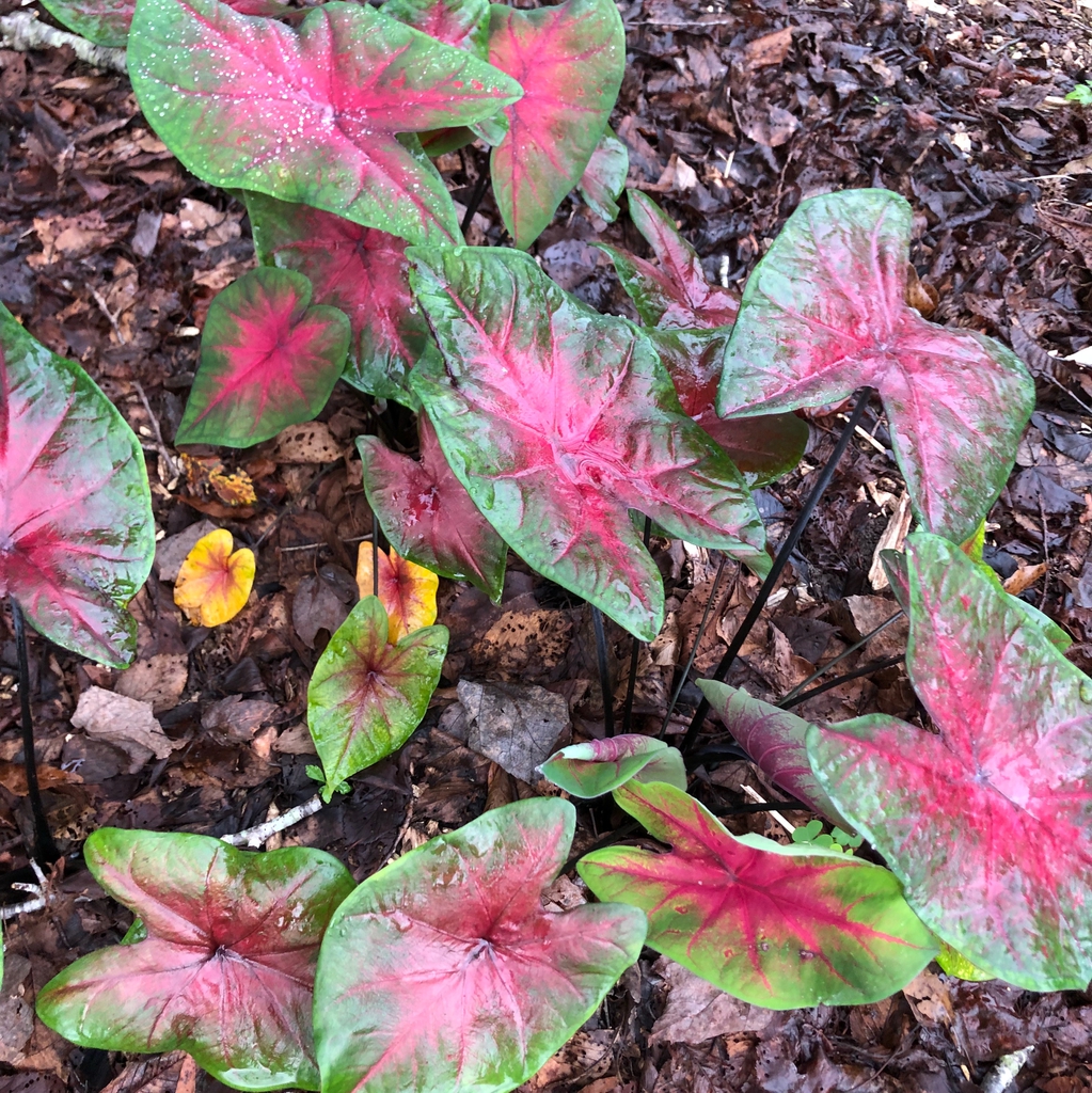 Caladium bicolor
