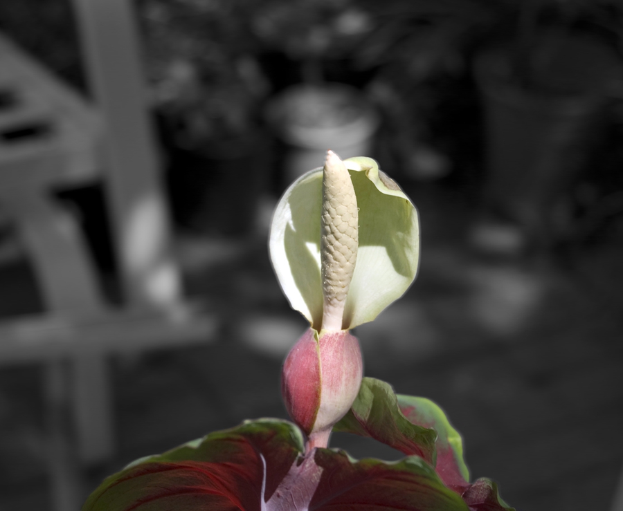 Flower spadix
