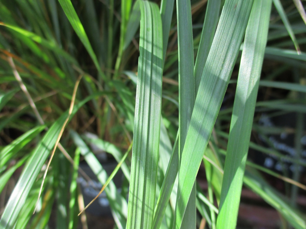 Foliage showing plain green leaves