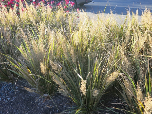 Calamagrostis brachytricha