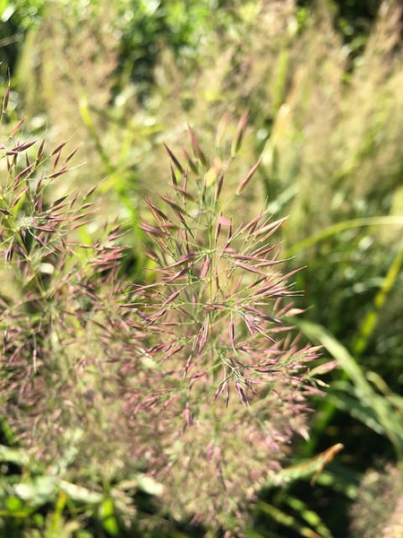 Calamagrostis brachytricha